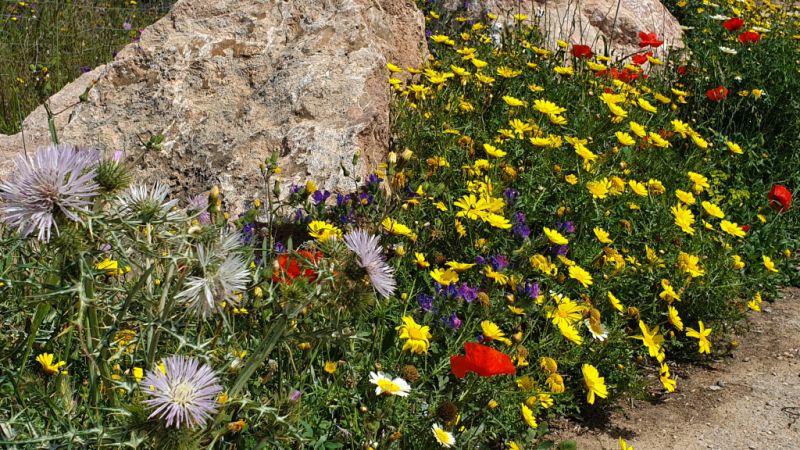 Easter bunny on the East Coast doesn't want to hop alone this spring...