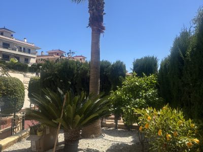 Palme Cyca Revoluta große Japanische Sagopalme ideal für Finca 1,40m hoch 2m Durchmesser Wert 1.200€