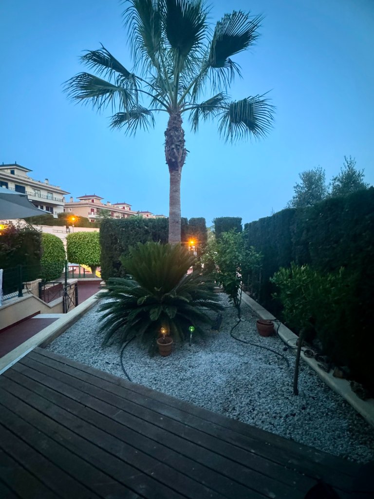 Palme Cyca Revoluta große Japanische Sagopalme ideal für Finca 1,40m hoch 2m Durchmesser Wert 1.200€