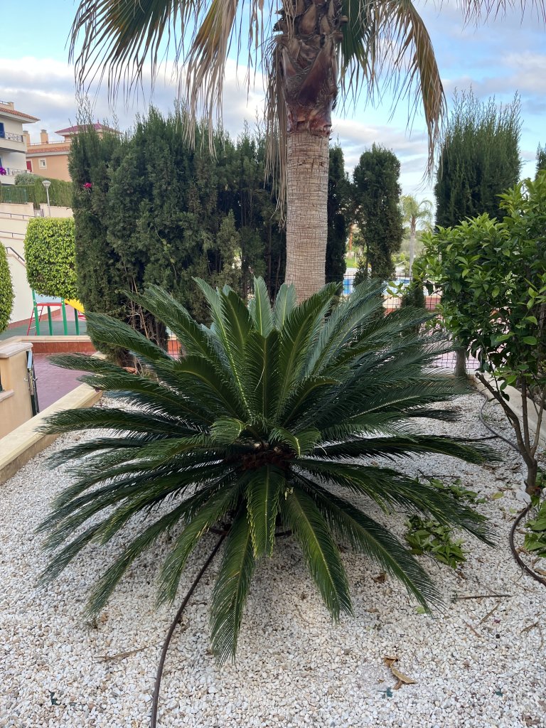 Palma Cyca Revoluta gran palmera de sagú japonesa ideal para finca 1,40 m de altura 2 m de diámetro Valor 1.200€