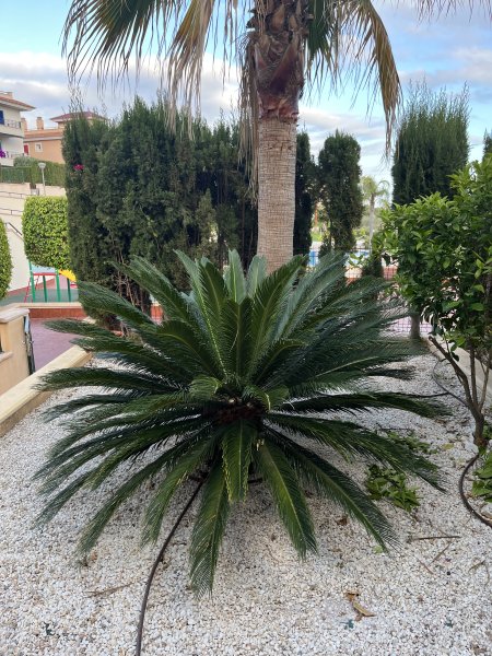 Palme Cyca Revoluta große Japanische Sagopalme ideal für Finca 1,40m hoch 2m Durchmesser Wert 1.200€