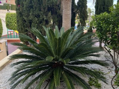 Palme Cyca Revoluta große Japanische Sagopalme ideal für Finca 1,40m hoch 2m Durchmesser Wert 1.200€
