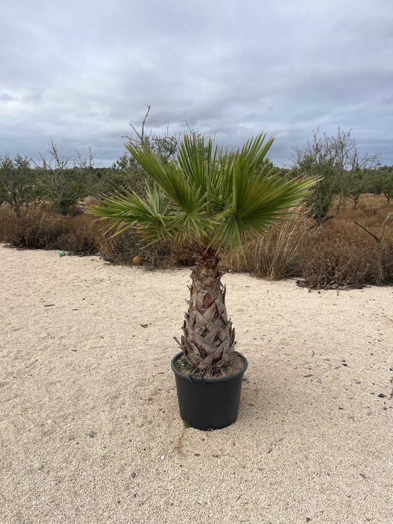 Palme in Topf
