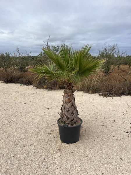 Palme in Topf