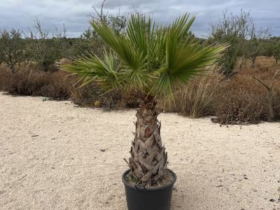 Palme in Topf