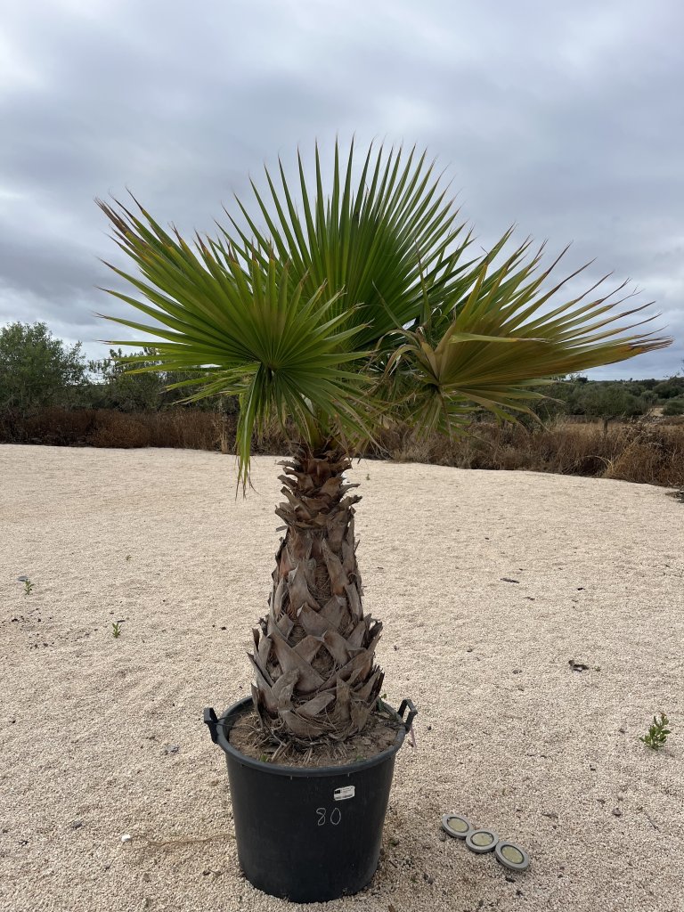 Palme in Topf