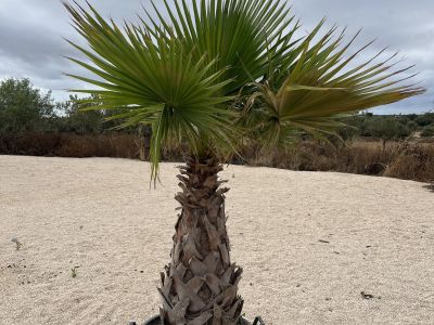 Palme in Topf