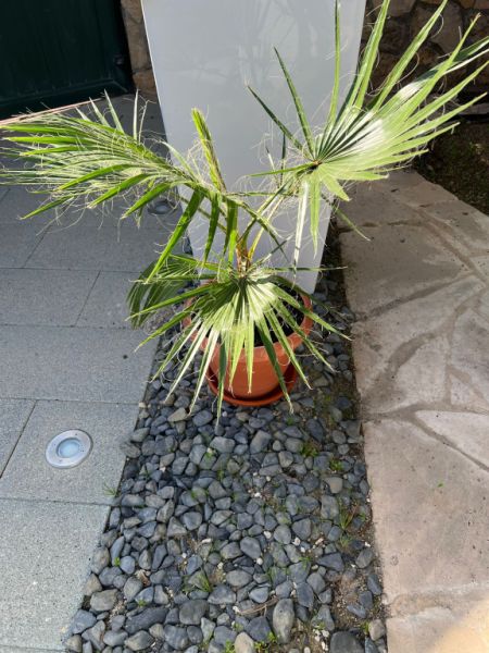 Palmera con maceta y platillo