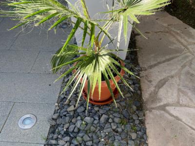 Palmera con maceta y platillo