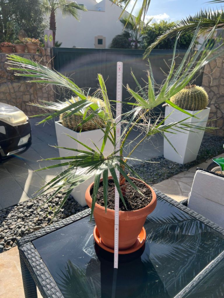 Palmera con maceta y platillo