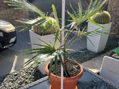 Palmera con maceta y platillo