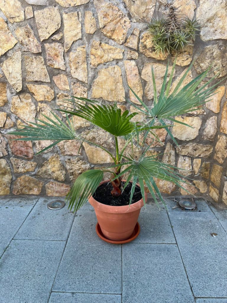 Palmera con maceta y platillo