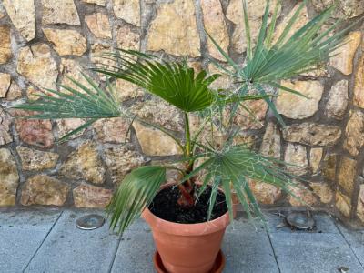 Palmera con maceta y platillo