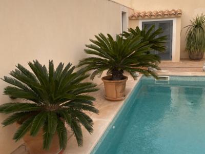 Cycas Revoluta palms 6-7 large plants