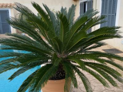 Cycas Revoluta palms 6-7 large plants