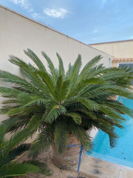 Cycas Revoluta palms 6-7 large plants