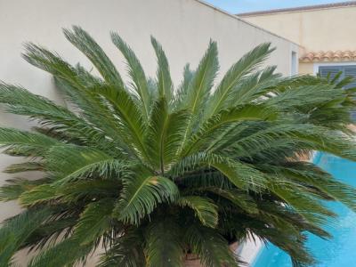 Cycas Revoluta palms 6-7 large plants