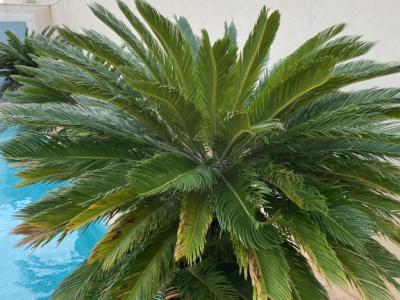 Cycas Revoluta palms 6-7 large plants