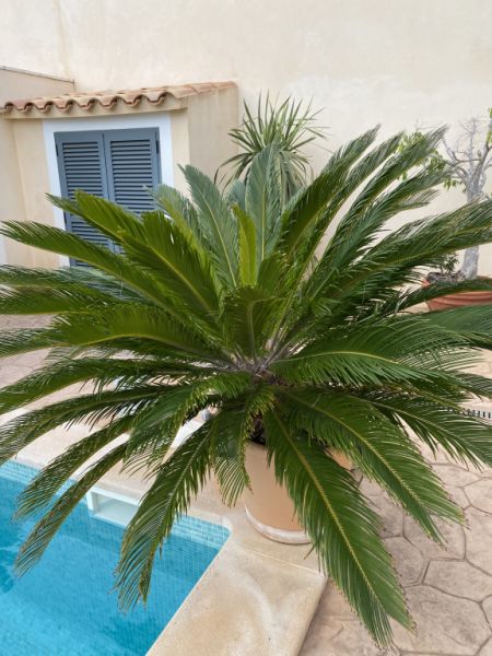 Cycas Revoluta palms 6-7 large plants