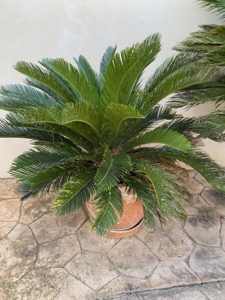 Cycas Revoluta palms 6-7 large plants