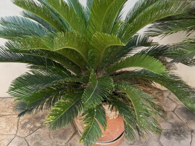 Cycas Revoluta palms 6-7 large plants