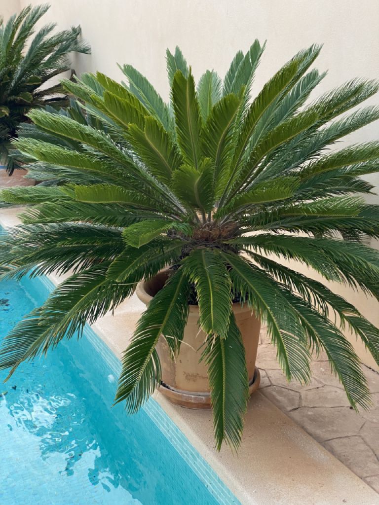 Cycas Revoluta palms 6-7 large plants