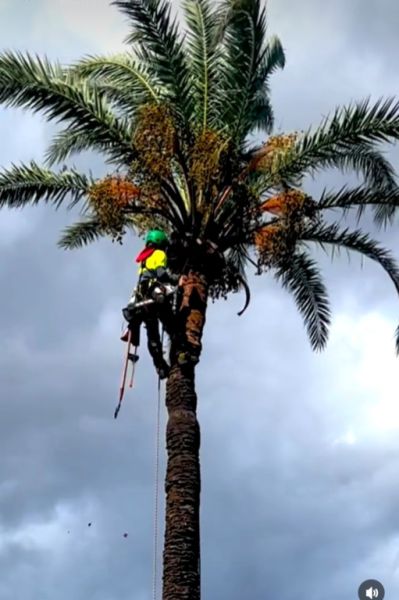 Cuidado de la palmera