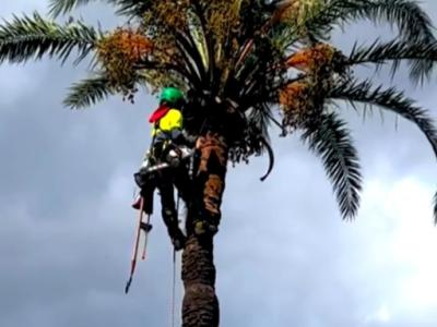 Cuidado de la palmera