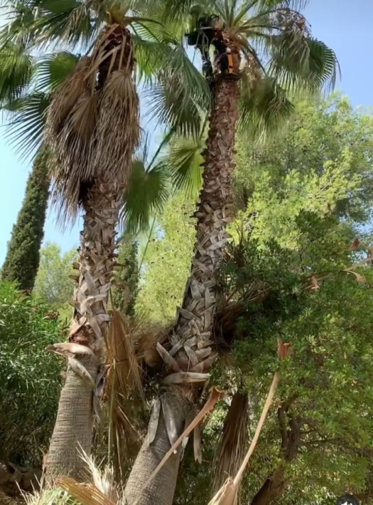 Cuidado de la palmera