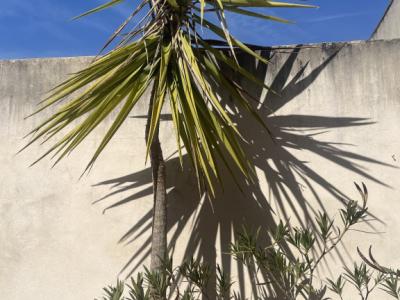 Various types of palm trees
