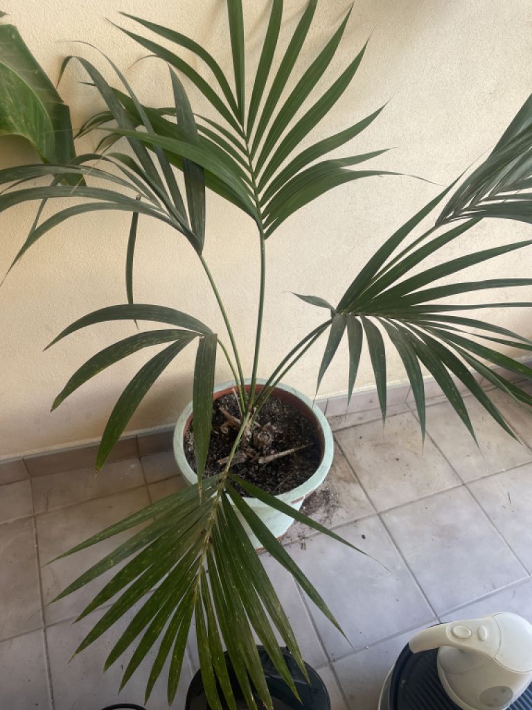 Various types of palm trees