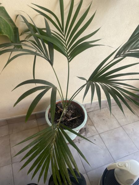 Various types of palm trees