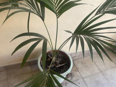 Various types of palm trees