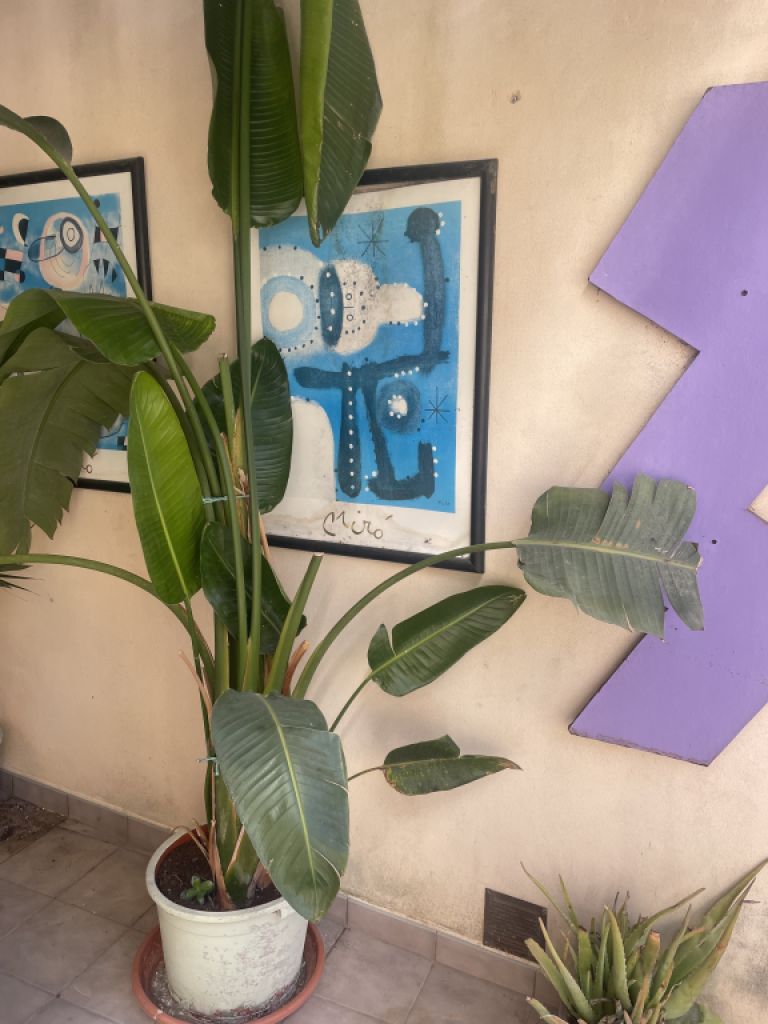 Various types of palm trees