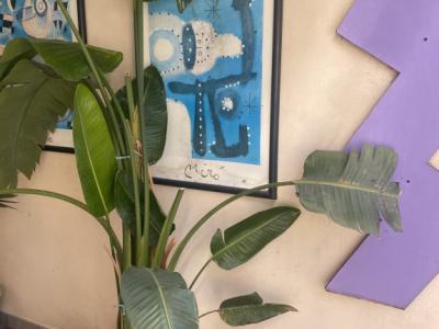 Various types of palm trees