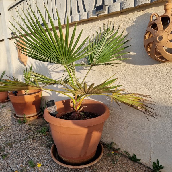 Palmen Washingtonia