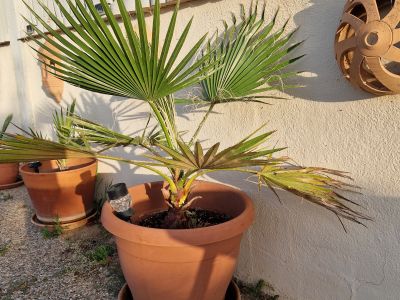 Palmen Washingtonia