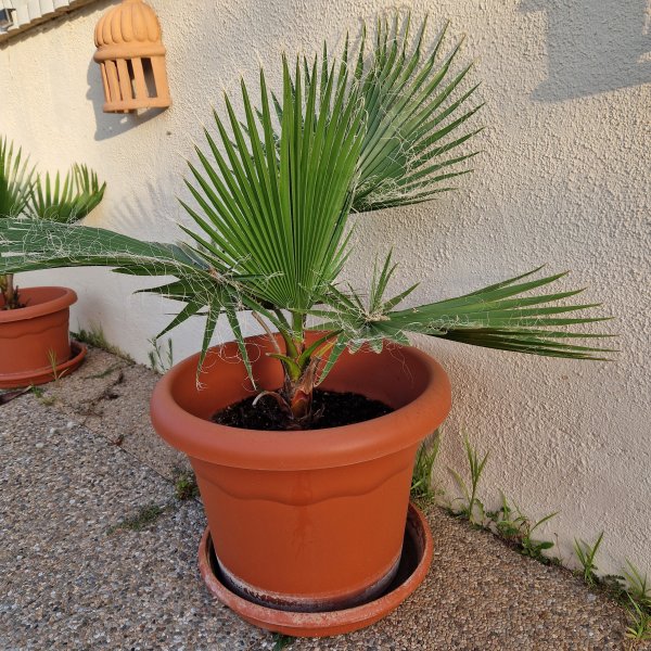 Palmen Washingtonia