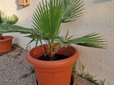 Palmen Washingtonia