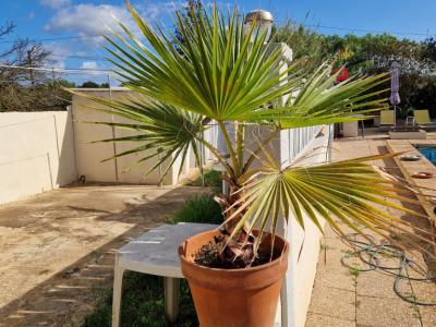Palm Trees Washingtonia