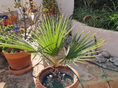 Palm Trees Washingtonia