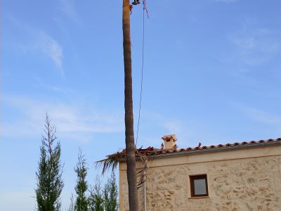 Palmenpfleger