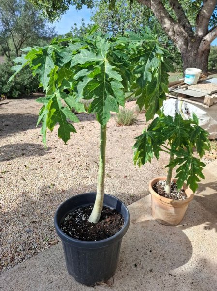 Papaya Pflanzen