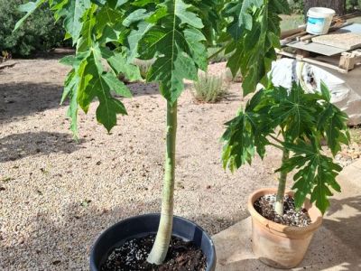 Papaya Pflanzen