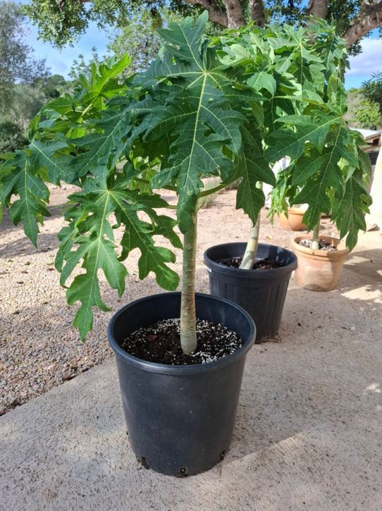 Papaya Pflanzen