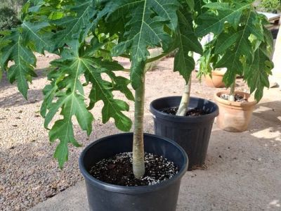 Papaya Pflanzen