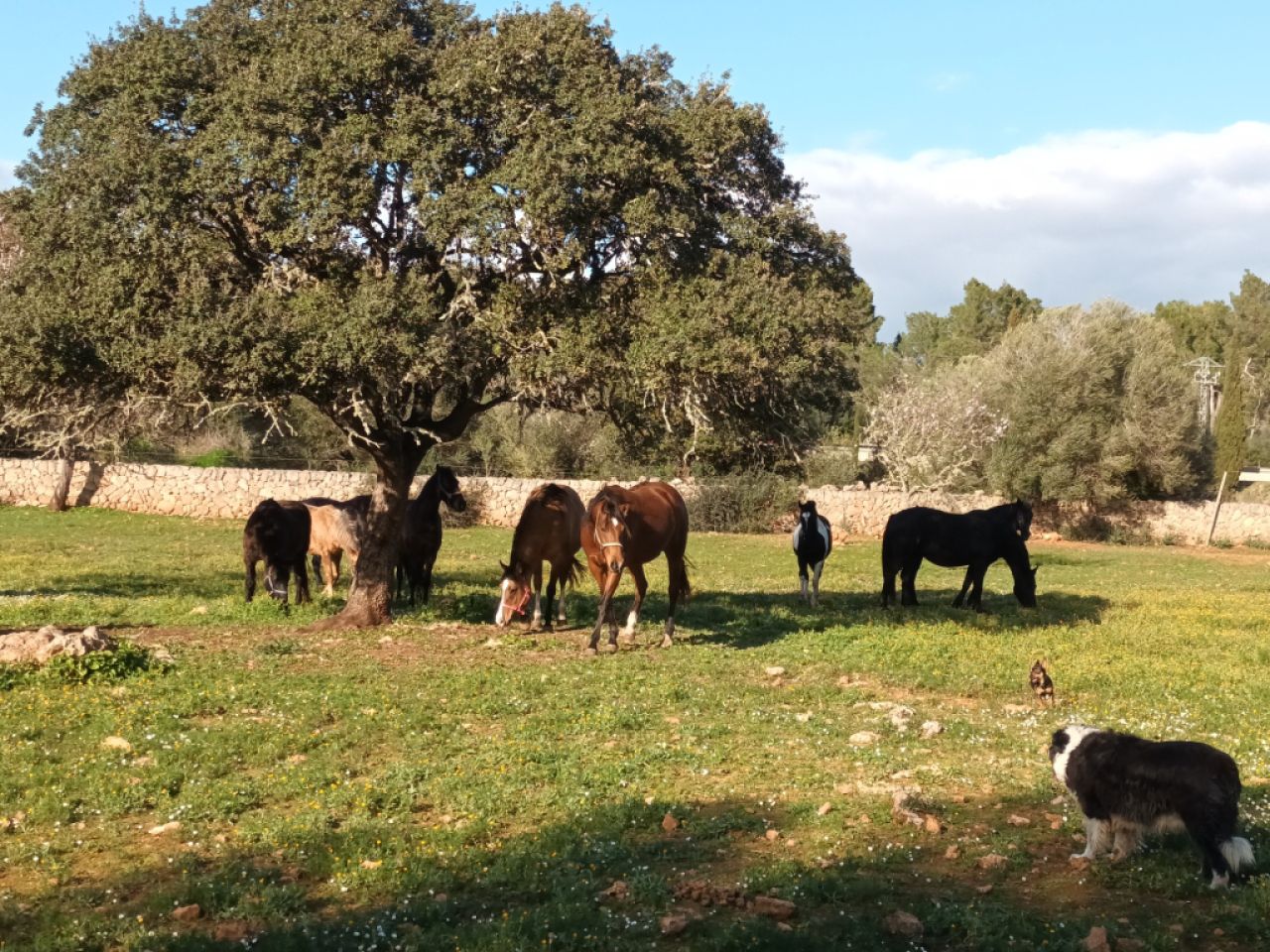 Pferdeeinstellplätze frei – Offenstall bei Algaida (15 Min. von Palma)