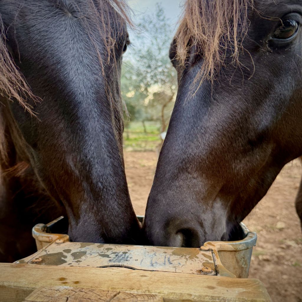 Se busca cuidador de caballos para establo de cría y doma en el este de Mallorca