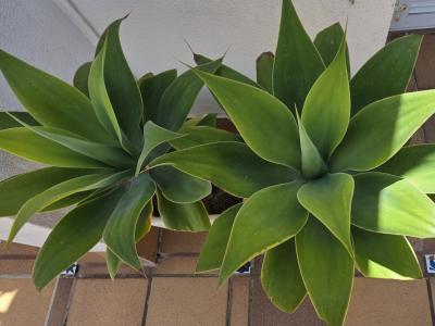 Pflanzen - 2 Agaven