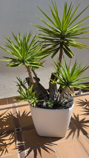 Plantas - Aloe Yuccas